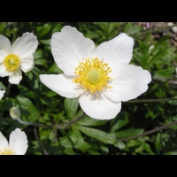 Anemone sylvestris (fam Renonculacees) (Europe, Asie occidentale) (5)
